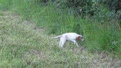 Rami Moision Rino(Tr�sletten�s AT White Rhino)