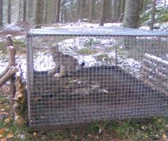 Harvinaisempi loukkkuvieras