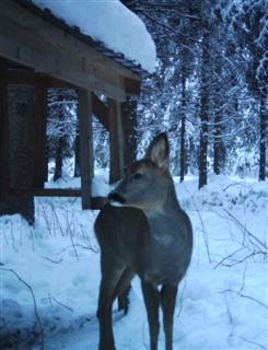 Mets�kauris ruokintapaikalla