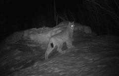 Iso kissa Ajosj�rven rannalla