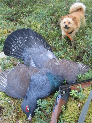 Ukkometso Kettukankaalta