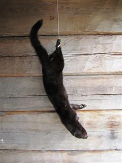 Pienpetopyynnin tulos