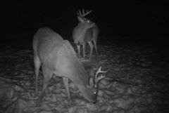 Peurapukit ruokinnassa