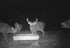 Ruuhkaa ruokintapaikalla