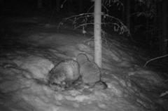 Supikoiria kev�ty�ss�